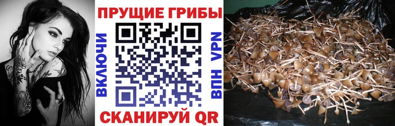 где купить наркоту  Мантурово  Псилоцибиновые грибы Cubensis 